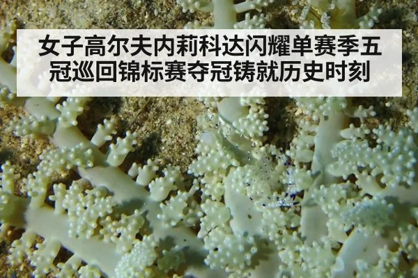 女子高尔夫内莉科达闪耀单赛季五冠巡回锦标赛夺冠铸就历史时刻